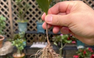 茶花的养护技巧（打造美丽茶花园，从养护开始）