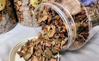 金钱莲的养护指南（打造一个繁茂健康的金钱莲——）