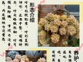 多肉植物养护指南——以小人祭多肉为例（了解小人祭多肉的特点与养护要点）