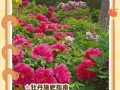 快速促进花的生长的肥料选择及使用技巧（选择合适的肥料类型，加速花的生长速度）
