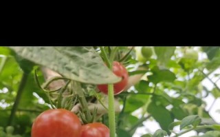 草莓采摘时间和收获季节详解（如何把握草莓采摘时间及注意事项）