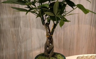 挑选辫子发财树的要点与技巧（打造宜居环境，享受繁荣财运）
