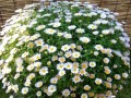 白晶菊花的养护秘籍（打造美丽盛开的白晶菊花花园）