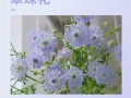 悼念花的花语——失去（用花言葬送心中的悲痛）