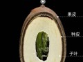 以莲花莲子怎么种植（从选种到管理，打造美丽的莲花花园）