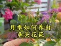 如何成功养护小月季（打造美丽花园的秘诀）