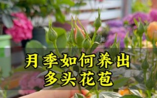 如何成功养护小月季（打造美丽花园的秘诀）