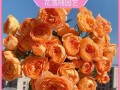 红龙沙宝石灌木修剪技巧（打造美观健康的红龙沙宝石灌木装点花园的绝佳选择）