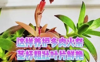 秋天火祭叶子变软的原因及解决方法（探究秋季叶子变软的因素以及保护叶子的有效措施）