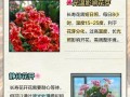 长寿花开花长歪了该如何处理？（教你解决长寿花开花长歪的困扰，让花朵更美！）
