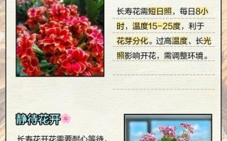 长寿花开花长歪了该如何处理？（教你解决长寿花开花长歪的困扰，让花朵更美！）