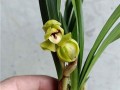 春兰艺草品种鉴赏（优秀春兰种类与欣赏）