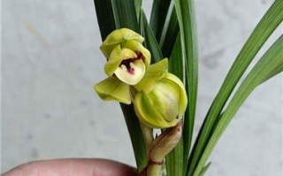 春兰艺草品种鉴赏（优秀春兰种类与欣赏）