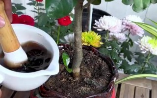 以水养花卉（水的关键作用与养护要点）