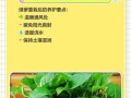 绿萝长出根的原因及过程解析（揭秘绿萝的根生长机制，告诉你如何促进绿萝生根）