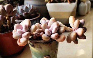 夏天怎样养桃蛋？（桃蛋的养殖技巧及注意事项）