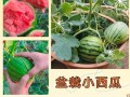 在屋子里种植西瓜（小区居民通过室内种植技巧，成功种植出甜美的西瓜）