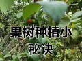 家里种苹果树的好处（小小果树，大大收获。）