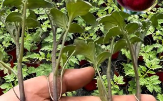 西红柿种子的种植方法（从选种到收获，助你成功种植西红柿）