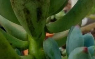 多肉叶子发黄发亮的原因及解决办法（多肉植物的叶子为何会变黄发亮？如何有效解决这一问题？）