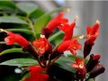 蛇皮花的养殖技巧（打造令人惊艳的室内花园）