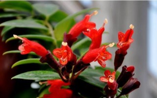 蛇皮花的养殖技巧（打造令人惊艳的室内花园）
