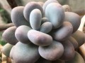 如何应对以星美人发黄的问题（应对以星美人发黄，关键在于坚持清洁护理）