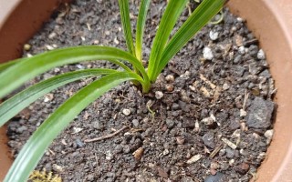 刚换盆的花为何叶子会干枯？（探究盆栽花叶子干枯的原因及解决方法）