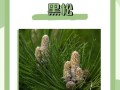海口市树——椰子树（探秘海南特色树种，了解椰城之美）