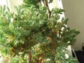 百日红叶子黄了怎么办（如何挽救百日红叶的颜色）