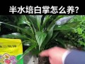 白掌水培定植指南（轻松掌握白掌水培技巧，打造绿意盎然的家居空间）