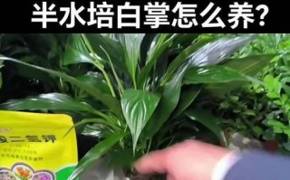 白掌水培定植指南（轻松掌握白掌水培技巧，打造绿意盎然的家居空间）