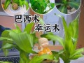 以巴西木的生长过程（从种子到大树，探秘以巴西木的成长轨迹）