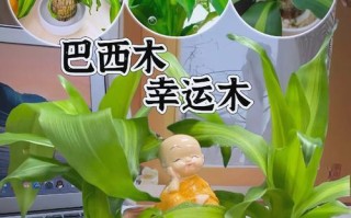 以巴西木的生长过程（从种子到大树，探秘以巴西木的成长轨迹）