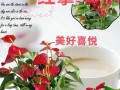 红掌花开完后的处理方法（打理红掌花的秘诀和技巧）