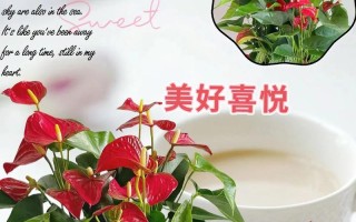 红掌花开完后的处理方法（打理红掌花的秘诀和技巧）