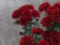 荷兰菊的四季常开（一年四季都能看到的美丽花朵）
