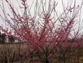 红梅剪枝的技巧（打造优美枝形，促进花芽分化）