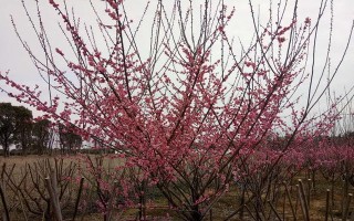 红梅剪枝的技巧（打造优美枝形，促进花芽分化）