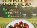 如何挑选美味圣女果（科学技巧教你选到甜度高的圣女果）