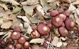 走进红枫林，探秘红松茸的种植（种植季节与技巧）