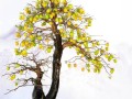 以老鸦柿盆栽如何种植（种植老鸦柿盆栽的步骤和技巧）