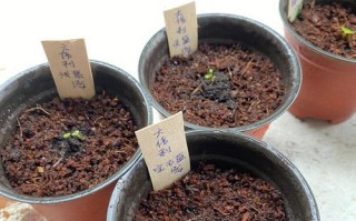 探索六倍利的种植之道（实现财富增值的绿色策略）