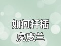 虎皮兰的繁殖方法与注意事项（从种子、插枝到分株，教你轻松繁殖虎皮兰）