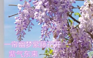 以多花紫藤的种植技巧与繁殖方法（打造美丽花坛的不二选择，多花紫藤带来的绚丽色彩与迷人芳香）
