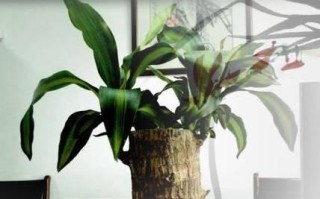 扶郎花的水养技巧（如何科学浇水扶郎花）