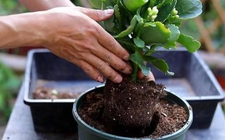 如何科学浇水让11月份长寿花茁壮成长（保持适度湿润，创造良好生长环境）