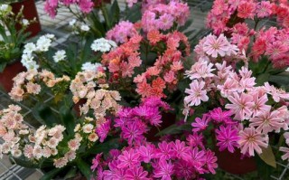 露微花养护指南（打造迷人花园的关键秘籍）