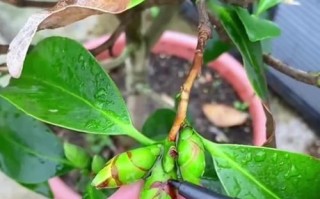 茶花花朵掉了怎么办？（保养茶花花朵的小妙招，防止花朵掉落）