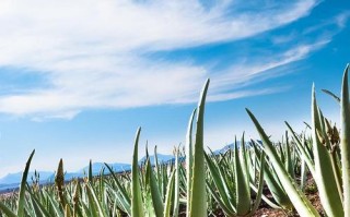 芦荟种植指南（地栽方法、注意事项与收获技巧）